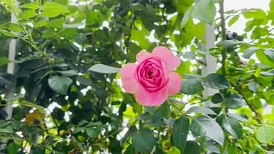 粉色浪漫玫瑰花视频素材视频的预览图